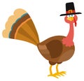 Thanksgiving Turkey Bird With Pilgrim Hat Cartoon Character