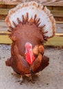 Thanksgiving Turkey