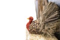 Thanksgiving turkey made out of pinecone and burlap and straw at side of white background with room for copy - selective focus