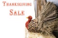 Thanksgiving turkey made out of pinecone and burlap and straw at side of white background - selective focus - Thanksgiving sale Royalty Free Stock Photo