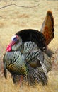 Thanksgiving turkey in natural outdoor environment in full plummage Royalty Free Stock Photo