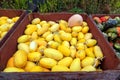 Thanksgiving Winter Squash Food Royalty Free Stock Photo