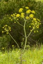 Thapsia villosa flower