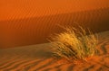 Thar Desert Royalty Free Stock Photo