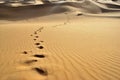 Thar desert-footprints Royalty Free Stock Photo