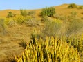 Thar desert near Jaisalmer, Rajasthan, India Royalty Free Stock Photo