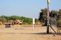 Indian cameleer (camel driver)
