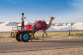 Camel owner riding camel, Camelus dromedarius, for tourists at sand dunes of Royalty Free Stock Photo