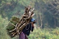 Tharu woman carrying wood to cook.