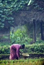 Tharu woman strewing seeds in fields