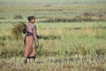 Tharu woman working in rice fields in Nepal