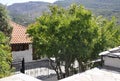 Thassos, August 23th: Figs Tree in Theologos Village from Thassos island in Greece Royalty Free Stock Photo