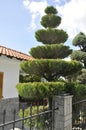 Thassos, August 23th: Traditional House Garden in Theologos Village from Thassos island in Greece Royalty Free Stock Photo