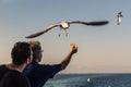 Thassos / Greece - 10.28.2015: A man`s arm feeding a seagull, blue sea in the background, sea gull looking directly at the