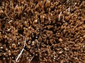 Thatch background of straw stems cut, close-up Royalty Free Stock Photo