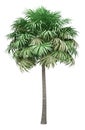 Thatch palm tree isolated on white