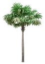 Thatch palm tree isolated on white