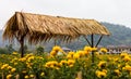 Thatch-roof Marigold. Royalty Free Stock Photo