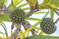 Thatch Screwpine Fruits Royalty Free Stock Photo