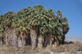 Thatch of Tightly Packed Fan Tail Palms in Coachella Valley Oasis near Interstate 10 Royalty Free Stock Photo