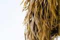 Thatched dried coconut leaf roof of hut