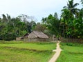 Thatched Huts, Track through Paddy Field, Coconut Trees - Landscape at Tribal Village, Baratang Island, Andaman Nicobar, India