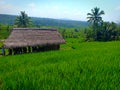 Resting area for tourist, a thatched roof hut on the middle of green rice field terraces in Jatiluwih, Bali island Royalty Free Stock Photo