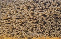 Thatched roof in an old traditional ukrainian house close up Royalty Free Stock Photo