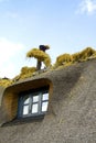 Thatcher handling a bundle of straw working on a cottage roof