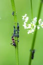 Thatching ant (lat. Formica rufa) Royalty Free Stock Photo