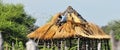 Thatching a roof in rural Botswana, Africa Royalty Free Stock Photo