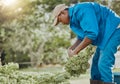 Thats enough for a bunch. a handsome young farmer standing alone and harvesting kale. Royalty Free Stock Photo
