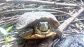 Dry wooden twigs in the backyard with my turtle
