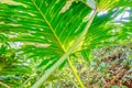 Green leaves philodendron selloum mature form in garden. Thaumatophyllum bipinnatifidum common names: split-leaf