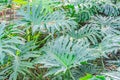 Green leaves philodendron selloum mature form in garden. Thaumatophyllum bipinnatifidum common names: split-leaf