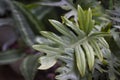 Thaumatophyllum xanadu green leaf in the garden