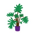 Thaumatophyllum xanadu potted house plant