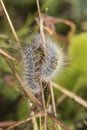 Thaumetopoea herculeana green and bluish gray hairy caterpillar, group in grassy meadow