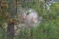 Thaumetopoea pityocampa nest on pine branch. Royalty Free Stock Photo