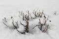 thawed areas around bushes in early spring