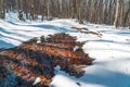 Thawed patches in the snowy forest. Spring coming Royalty Free Stock Photo