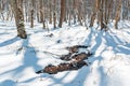 Thawed patches in the snowy forest. Spring coming Royalty Free Stock Photo