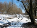 Thawed patches among trees