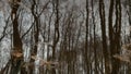 Black bare trees without leaves vibrate reflected in water