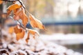 thawing frosted leaves near creek