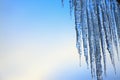 Thawing icicles Royalty Free Stock Photo