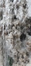 Thawing icicles of a frozen brook, the water flows downwards