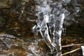 The thawing icicles similar to parts of a human body Royalty Free Stock Photo