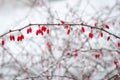 Branches of common barberry (Berberis vulgaris) in winter with red ripe berries.
