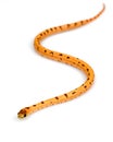 Thayeri Kingsnake Royalty Free Stock Photo